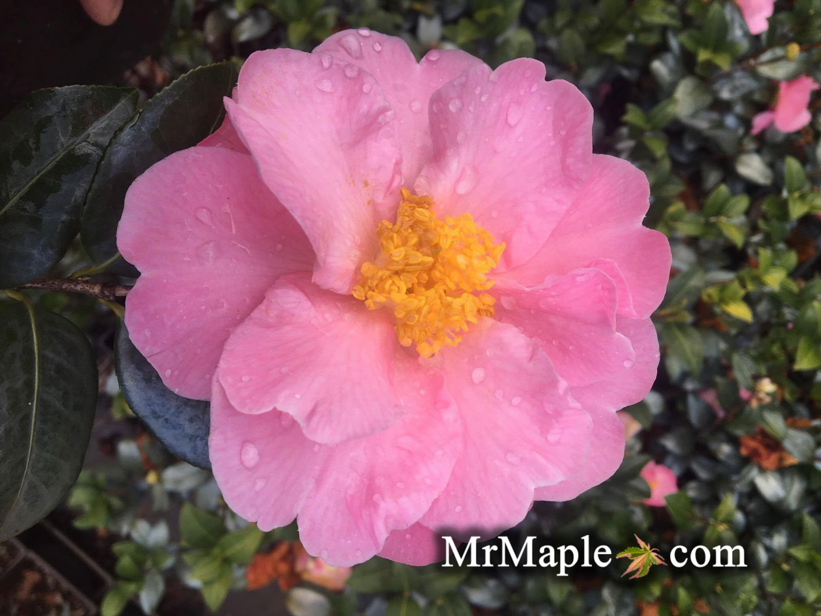 Buy Camellia 'Pink Icicles' Pink Flowering Hardy Camellia — Mr