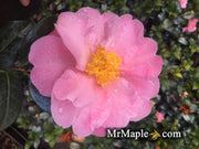 - Camellia 'Pink Icicle' Pink Flowering Hardy Camellia - Mr Maple │ Buy Japanese Maple Trees