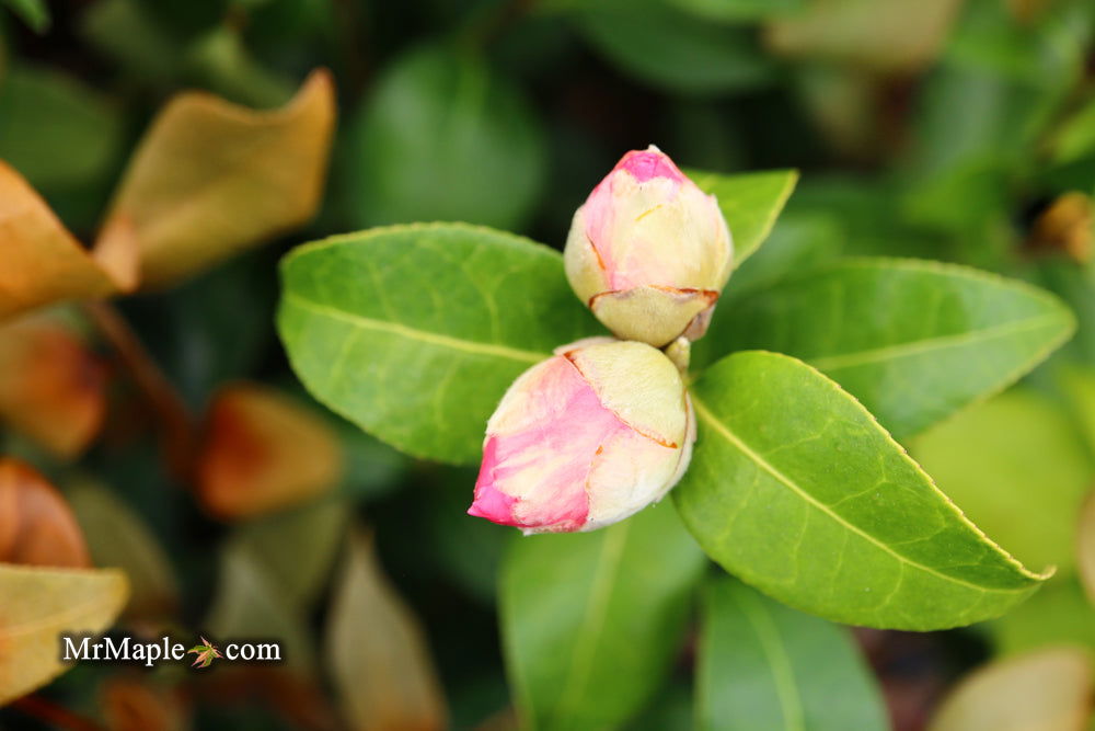 Buy Camellia 'Pink Icicles' Pink Flowering Hardy Camellia — Mr