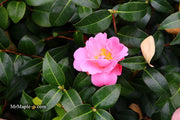 - Camellia 'Pink Icicle' Pink Flowering Hardy Camellia - Mr Maple │ Buy Japanese Maple Trees