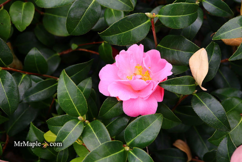 - Camellia 'Pink Icicle' Pink Flowering Hardy Camellia - Mr Maple │ Buy Japanese Maple Trees