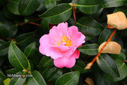 - Camellia 'Pink Icicle' Pink Flowering Hardy Camellia - Mr Maple │ Buy Japanese Maple Trees