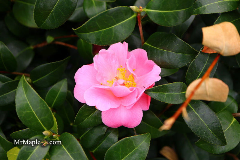 - Camellia 'Pink Icicle' Pink Flowering Hardy Camellia - Mr Maple │ Buy Japanese Maple Trees