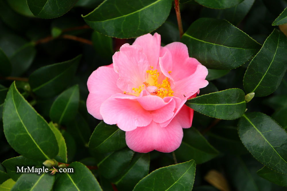 Buy Camellia 'Pink Icicles' Pink Flowering Hardy Camellia — Mr
