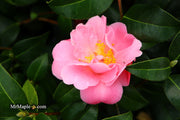 - Camellia 'Pink Icicle' Pink Flowering Hardy Camellia - Mr Maple │ Buy Japanese Maple Trees