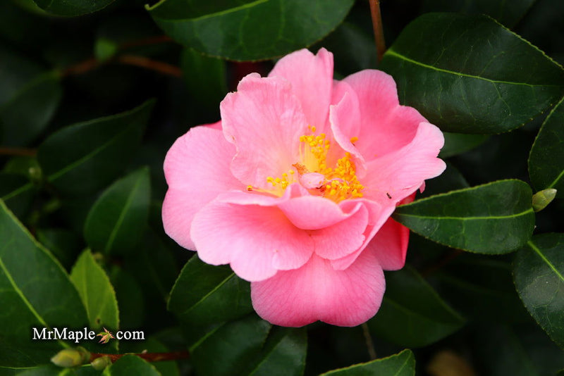 - Camellia 'Pink Icicle' Pink Flowering Hardy Camellia - Mr Maple │ Buy Japanese Maple Trees