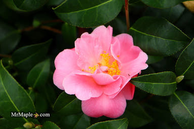 - Camellia 'Pink Icicle' Pink Flowering Hardy Camellia - Mr Maple │ Buy Japanese Maple Trees