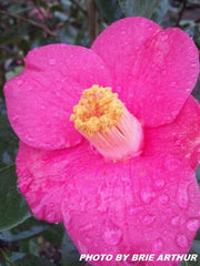 - Camellia japonica 'April Melody' Rose Pink Flowering Cold Hardy Camellia - Mr Maple │ Buy Japanese Maple Trees