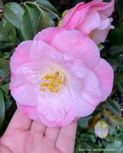 - Camellia japonica 'April Remembered' Double Pink Camellia - Mr Maple │ Buy Japanese Maple Trees