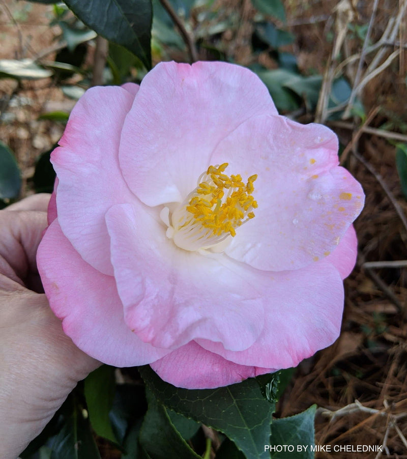 - Camellia japonica 'April Remembered' Double Pink Camellia - Mr Maple │ Buy Japanese Maple Trees