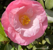 - Camellia japonica 'April Remembered' Double Pink Camellia - Mr Maple │ Buy Japanese Maple Trees