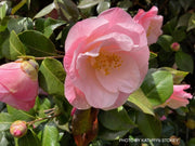 - Camellia japonica 'April Remembered' Double Pink Camellia - Mr Maple │ Buy Japanese Maple Trees
