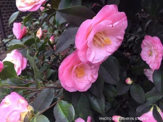 - Camellia japonica 'April Remembered' Double Pink Camellia - Mr Maple │ Buy Japanese Maple Trees