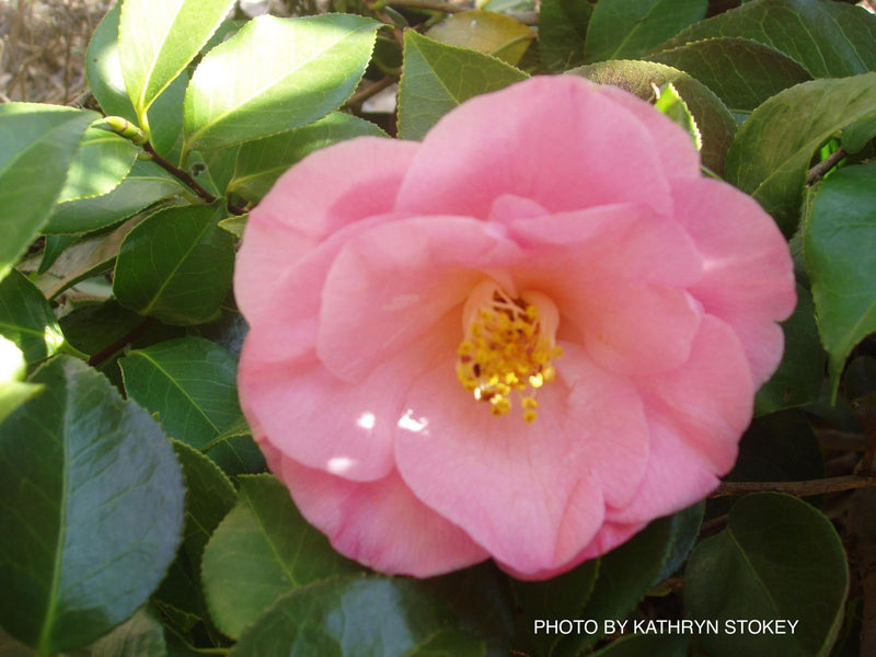- Camellia japonica 'April Remembered' Double Pink Camellia - Mr Maple │ Buy Japanese Maple Trees