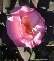 - Camellia japonica 'April Remembered' Double Pink Camellia - Mr Maple │ Buy Japanese Maple Trees