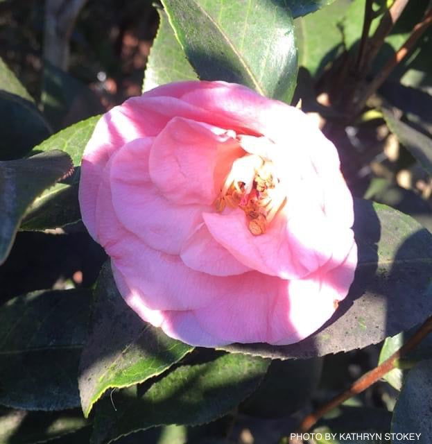 - Camellia japonica 'April Remembered' Double Pink Camellia - Mr Maple │ Buy Japanese Maple Trees