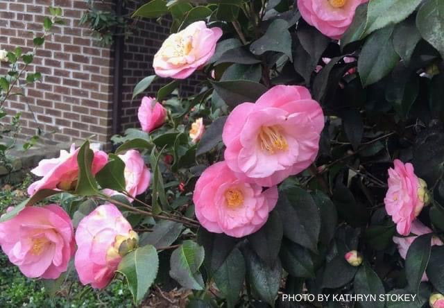 - Camellia japonica 'April Remembered' Double Pink Camellia - Mr Maple │ Buy Japanese Maple Trees