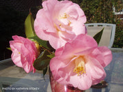 - Camellia japonica 'April Remembered' Double Pink Camellia - Mr Maple │ Buy Japanese Maple Trees
