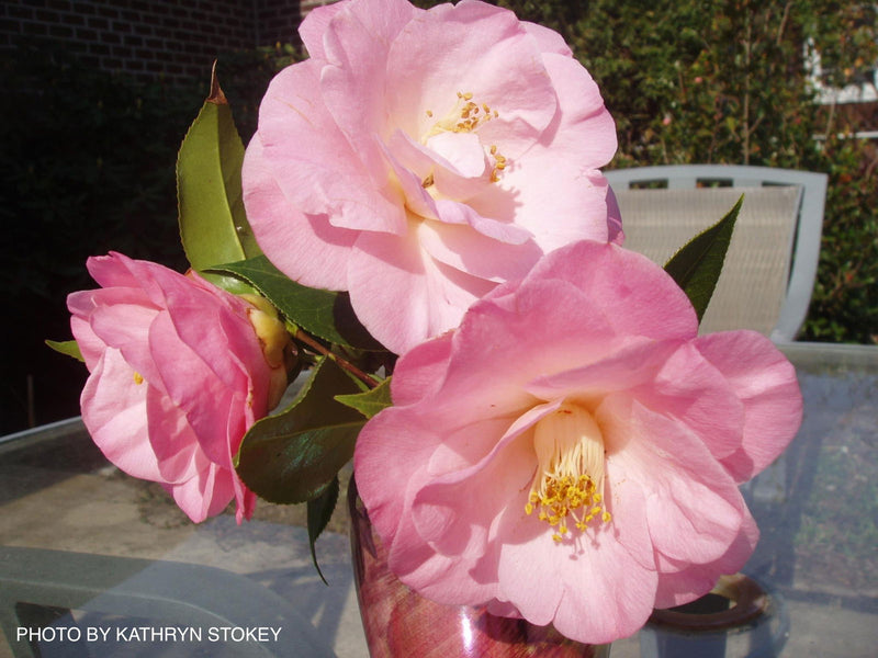 - Camellia japonica 'April Remembered' Double Pink Camellia - Mr Maple │ Buy Japanese Maple Trees