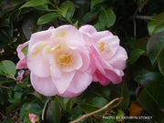 - Camellia japonica 'April Remembered' Double Pink Camellia - Mr Maple │ Buy Japanese Maple Trees
