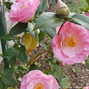 - Camellia japonica 'April Remembered' Double Pink Camellia - Mr Maple │ Buy Japanese Maple Trees