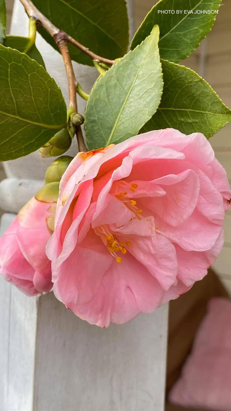 - Camellia japonica 'April Remembered' Double Pink Camellia - Mr Maple │ Buy Japanese Maple Trees