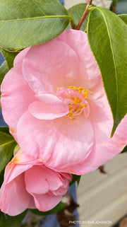 - Camellia japonica 'April Remembered' Double Pink Camellia - Mr Maple │ Buy Japanese Maple Trees