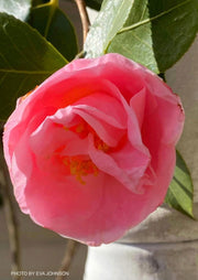 - Camellia japonica 'April Remembered' Double Pink Camellia - Mr Maple │ Buy Japanese Maple Trees