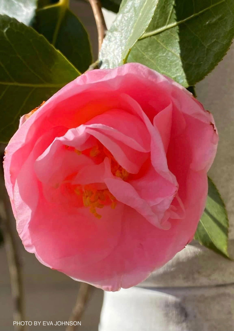 - Camellia japonica 'April Remembered' Double Pink Camellia - Mr Maple │ Buy Japanese Maple Trees