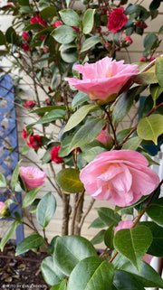 - Camellia japonica 'April Remembered' Double Pink Camellia - Mr Maple │ Buy Japanese Maple Trees