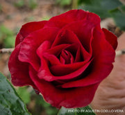 - Camellia japonica 'Black Magic' Red Flowering Camellia - Mr Maple │ Buy Japanese Maple Trees