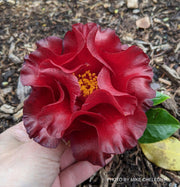 - Camellia japonica 'Black Magic' Red Flowering Camellia - Mr Maple │ Buy Japanese Maple Trees