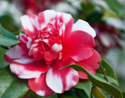 - Camellia japonica 'Governor Mouton' Double Pink-Red and White Variegated Bloom Hardy Camellia - Mr Maple │ Buy Japanese Maple Trees
