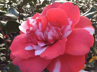 - Camellia japonica 'Governor Mouton' Double Pink-Red and White Variegated Bloom Hardy Camellia - Mr Maple │ Buy Japanese Maple Trees