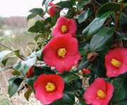 - Camellia japonica 'Korean Fire' Red Flowering Zone 6 Cold Hardy Camellia - Mr Maple │ Buy Japanese Maple Trees