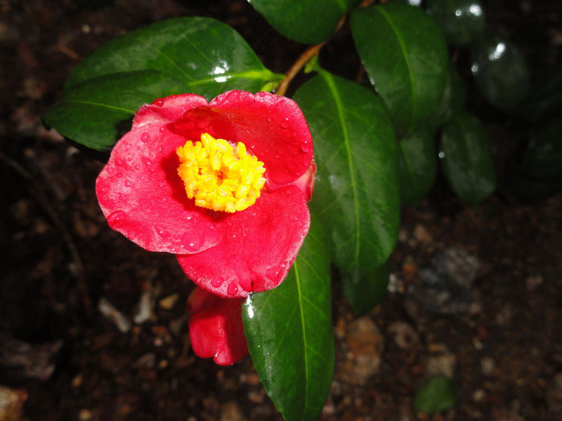 - Camellia japonica 'Korean Fire' Red Flowering Zone 6 Cold Hardy Camellia - Mr Maple │ Buy Japanese Maple Trees