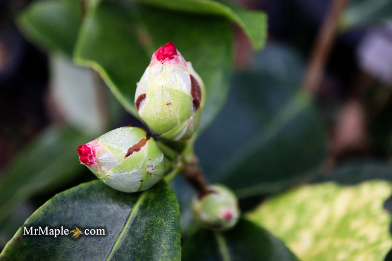 - Camellia japonica 'Midnight Magic' Red Flowering Camellia - Mr Maple │ Buy Japanese Maple Trees