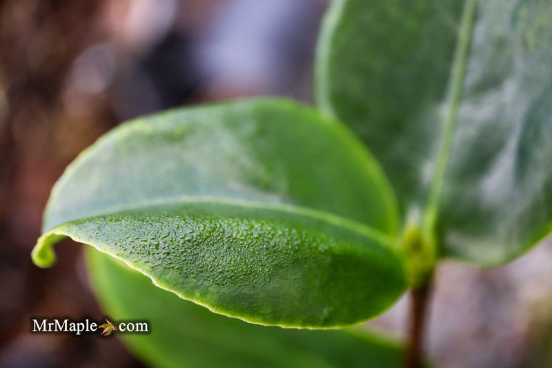 - Camellia japonica 'Midnight Magic' Red Flowering Camellia - Mr Maple │ Buy Japanese Maple Trees
