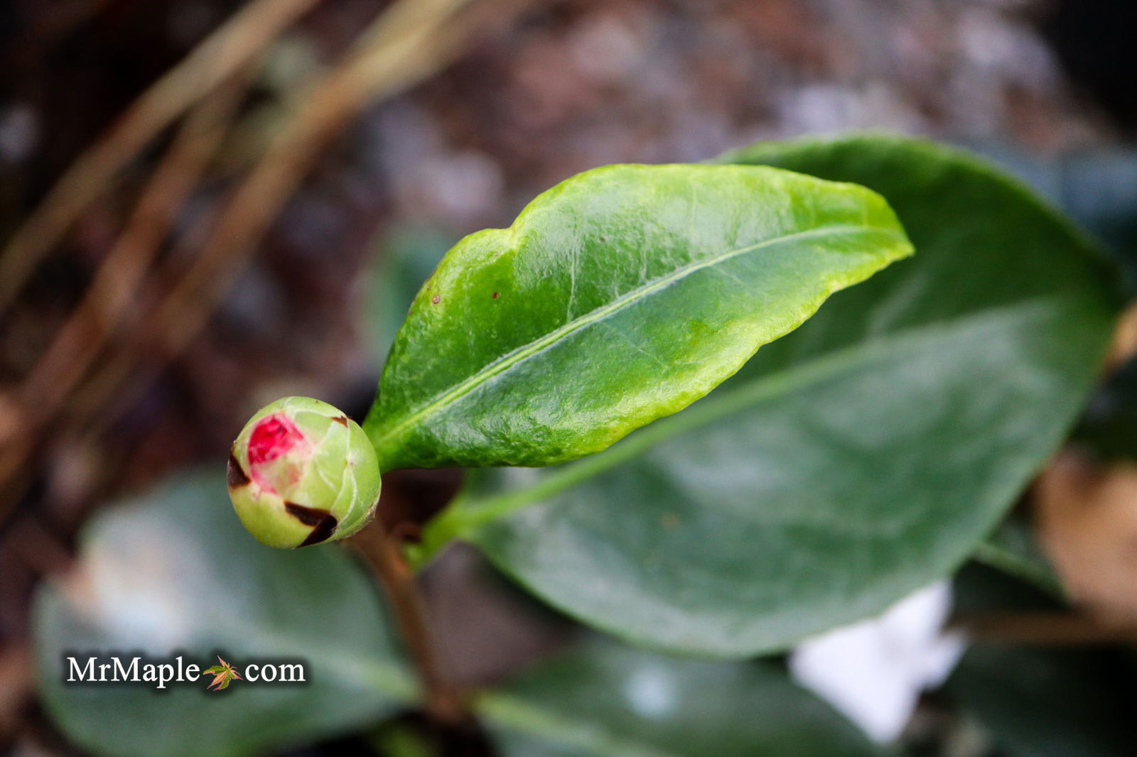 Buy Camellia japonica 'Midnight Magic' Red Flowering