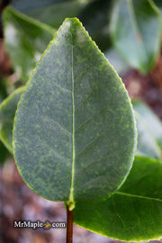 - Camellia japonica 'Midnight Magic' Red Flowering Camellia - Mr Maple │ Buy Japanese Maple Trees