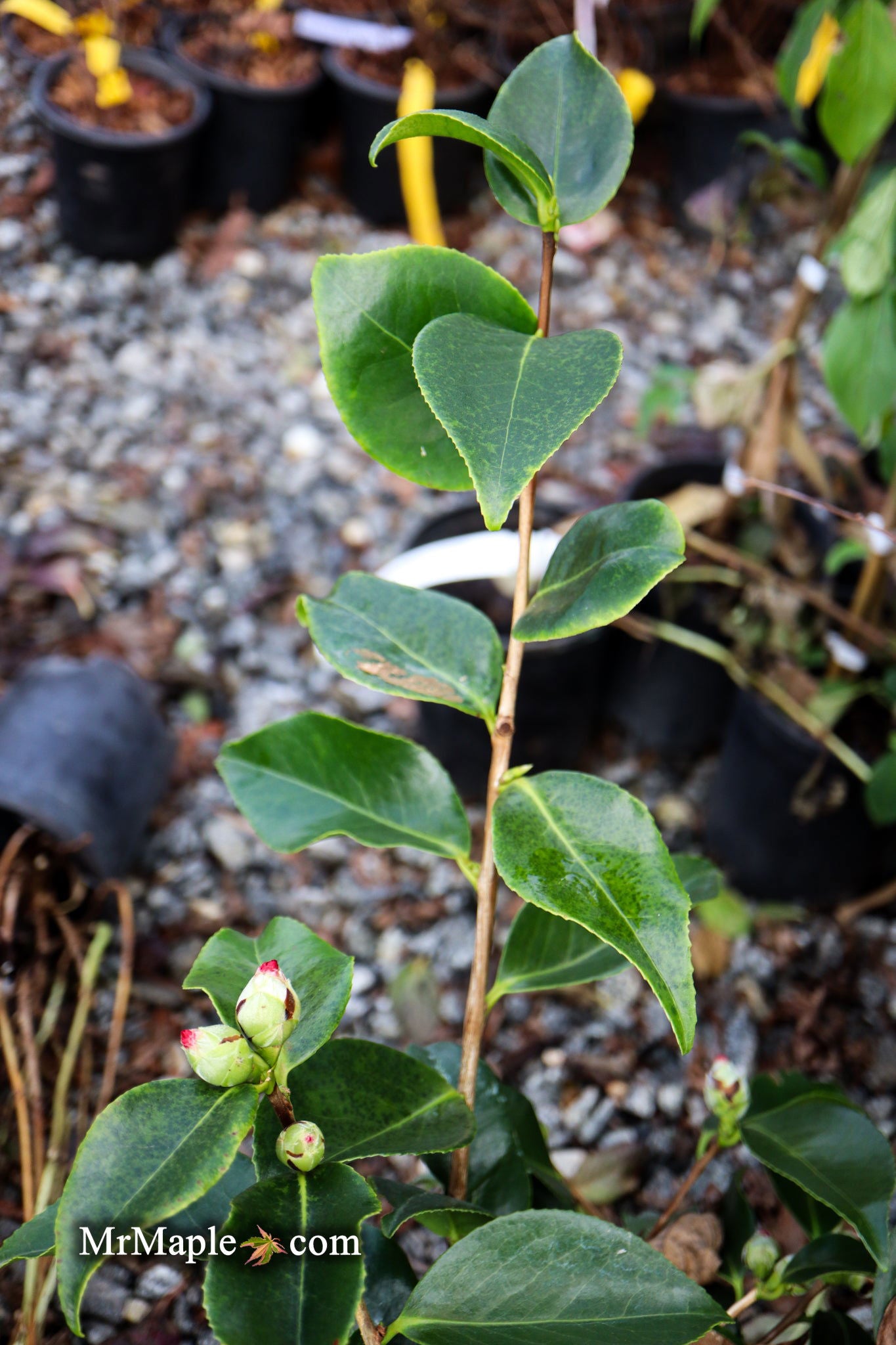Buy Camellia japonica 'Midnight Magic' Red Flowering