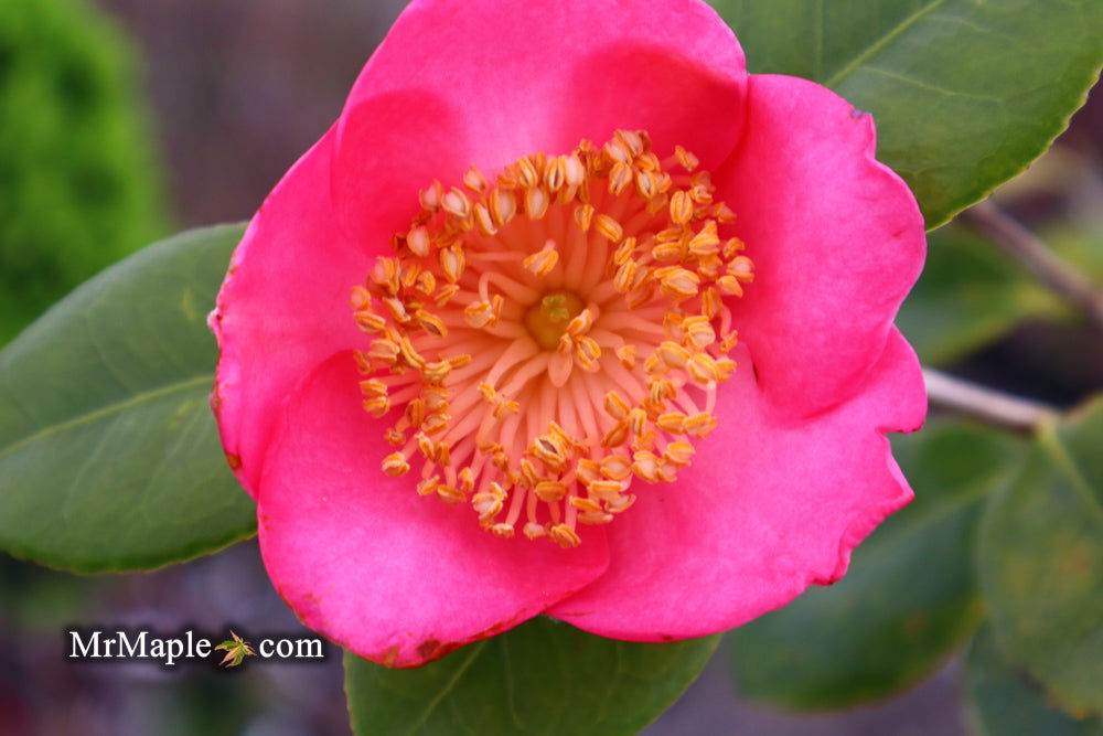 Buy Camellia japonica 'Miyako-no-haru' Pink Flowering Camellia