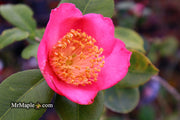 - Camellia japonica 'Miyako-no-haru' Pink Flowering Camellia - Mr Maple │ Buy Japanese Maple Trees
