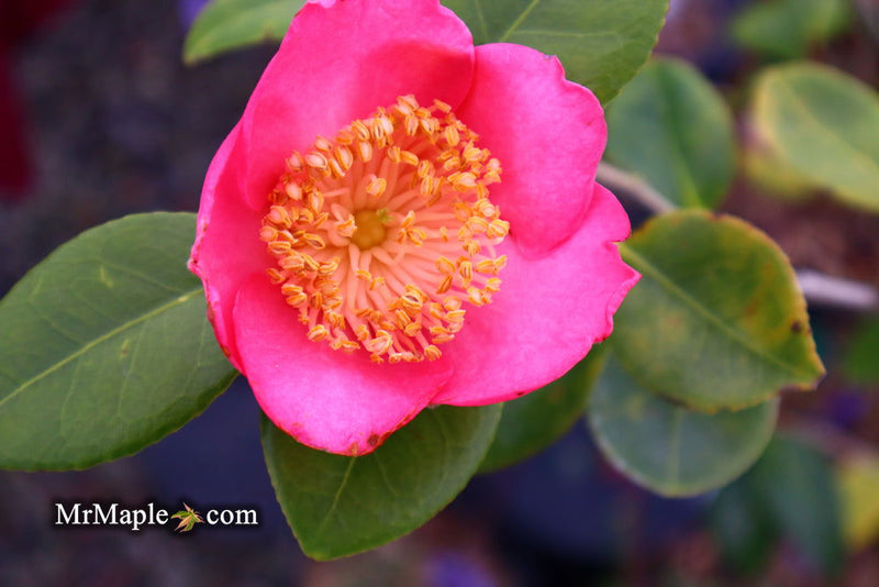 - Camellia japonica 'Miyako-no-haru' Pink Flowering Camellia - Mr Maple │ Buy Japanese Maple Trees