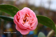 - Camellia japonica 'Tomorrow's End' Flowering Camellia - Mr Maple │ Buy Japanese Maple Trees