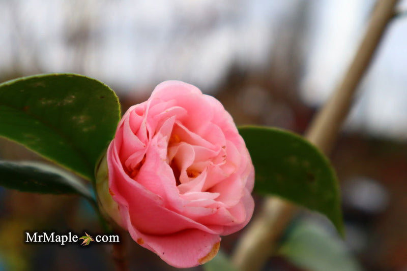 - Camellia japonica 'Tomorrow's End' Flowering Camellia - Mr Maple │ Buy Japanese Maple Trees