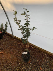 - Camellia oleifera 'Lu Shan Snow' Cold Hardy Zone 6 White Flowering Camellia - Mr Maple │ Buy Japanese Maple Trees