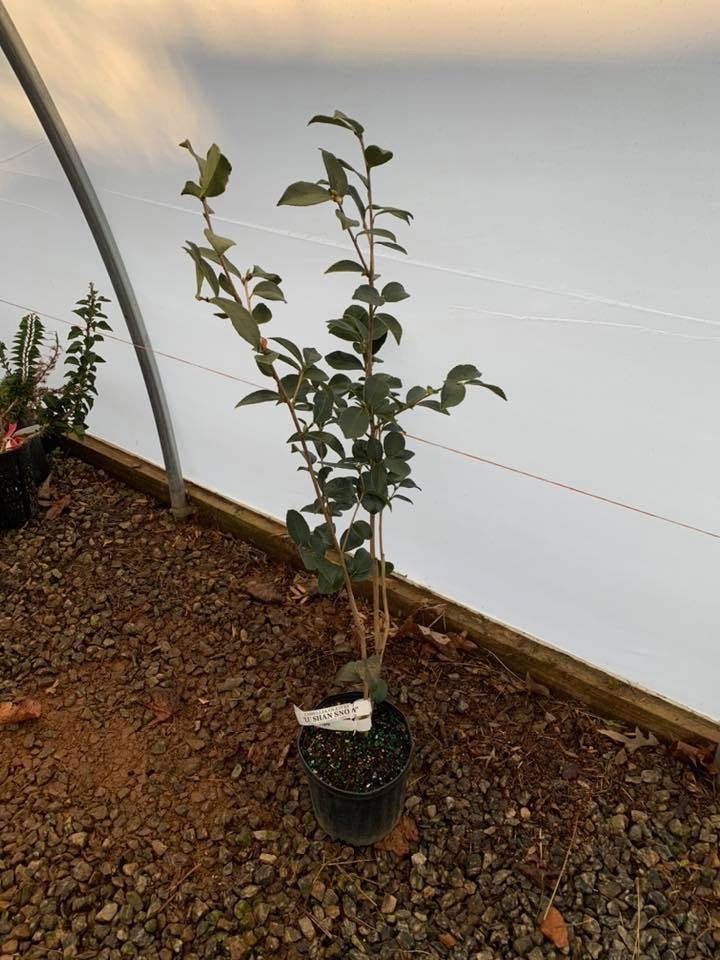 - Camellia oleifera 'Lu Shan Snow' Cold Hardy Zone 6 White Flowering Camellia - Mr Maple │ Buy Japanese Maple Trees