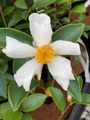 - Camellia oleifera 'Lu Shan Snow' Cold Hardy Zone 6 White Flowering Camellia - Mr Maple │ Buy Japanese Maple Trees