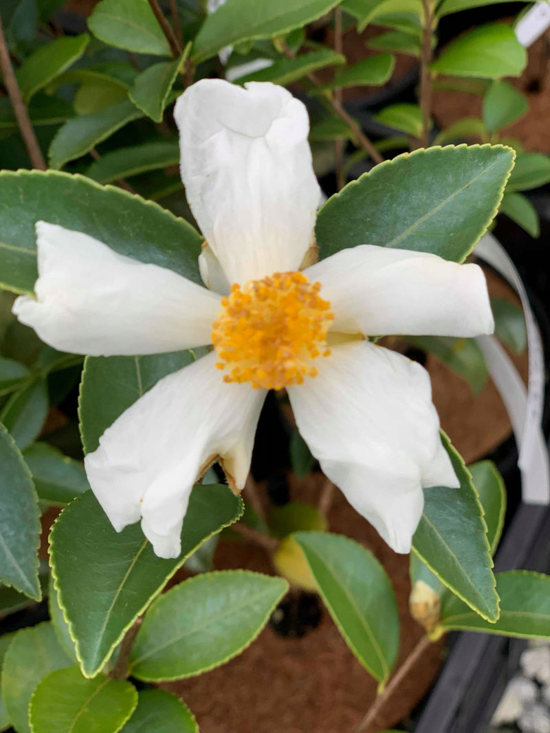- Camellia oleifera 'Lu Shan Snow' Cold Hardy Zone 6 White Flowering Camellia - Mr Maple │ Buy Japanese Maple Trees